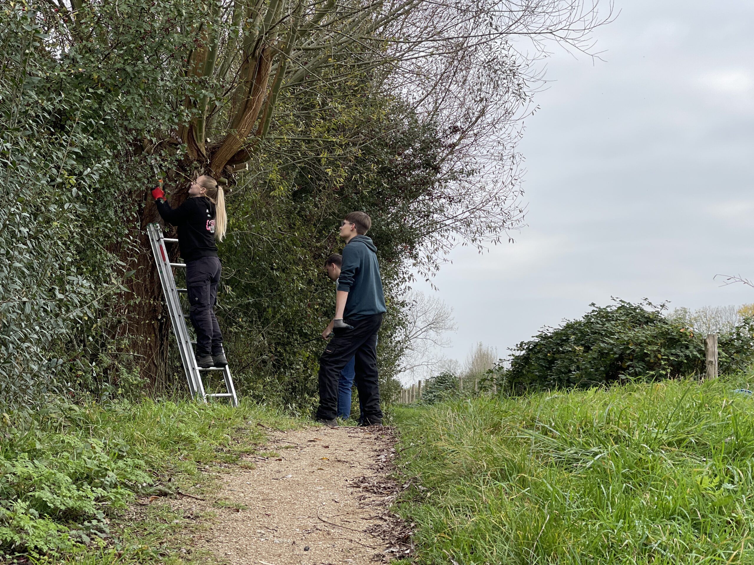 Wilgen knotten - 110