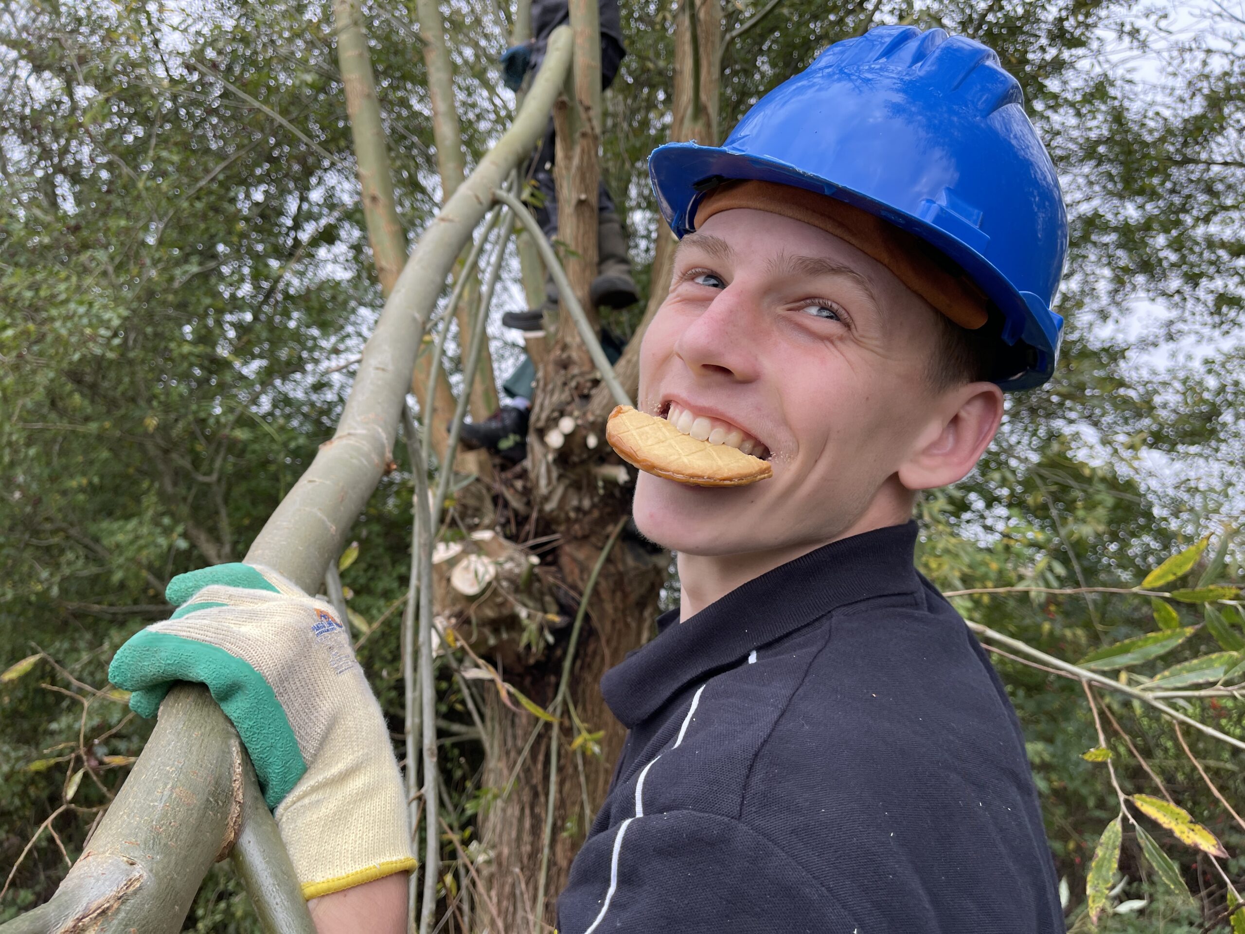 Wilgen knotten - 111