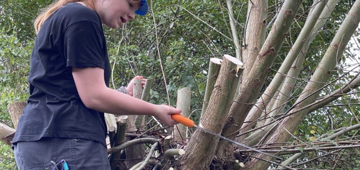 Wilgen knotten - 114