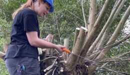 Wilgen knotten - 114