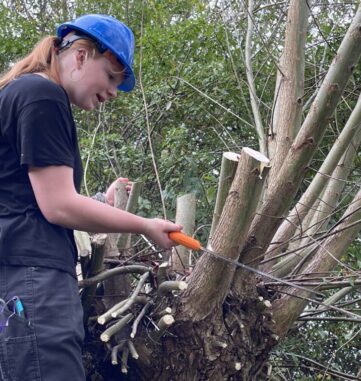 Wilgen knotten - 114