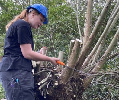 Wilgen knotten - 114