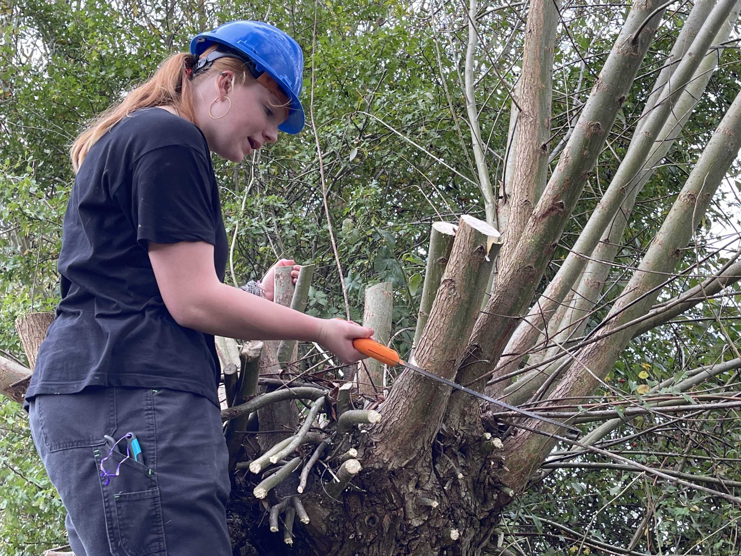 Wilgen knotten - 114